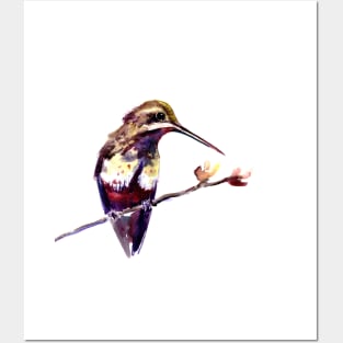 Elegant Hummingbird Posters and Art